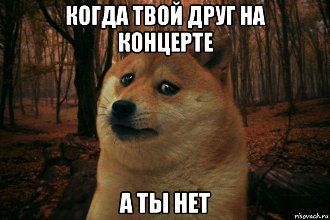 когда твой друг на концерте а ты нет, Мем SAD DOGE