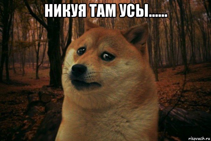 никуя там усы...... , Мем SAD DOGE