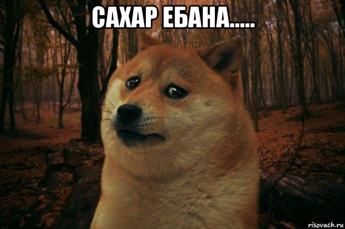 сахар ебана..... , Мем SAD DOGE