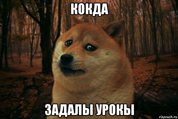 кокда задалы урокы, Мем SAD DOGE