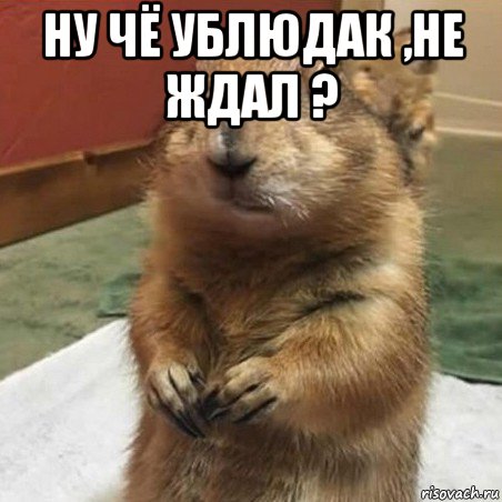 ну чё ублюдак ,не ждал ? , Мем Суслик спрашивает