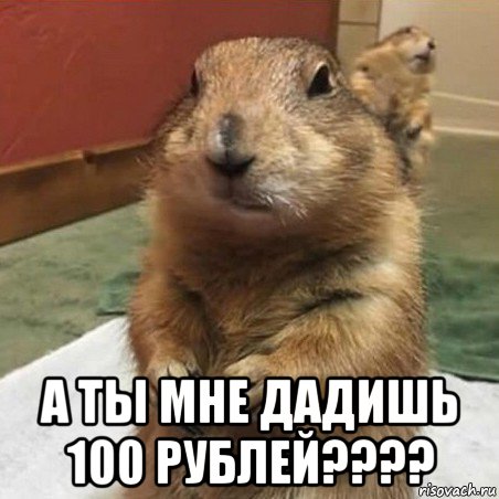  а ты мне дадишь 100 рублей????, Мем Суслик спрашивает