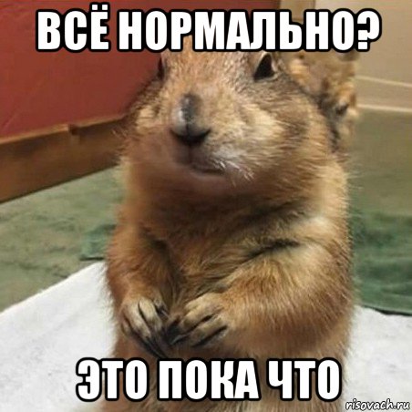 всё нормально? это пока что, Мем Суслик спрашивает