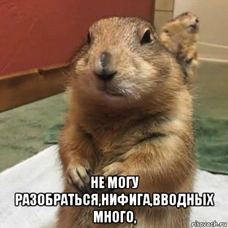  не могу разобраться,нифига,вводных много,, Мем Суслик спрашивает