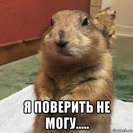  я поверить не могу....., Мем Суслик спрашивает