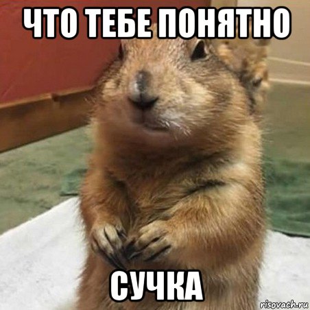 что тебе понятно сучка