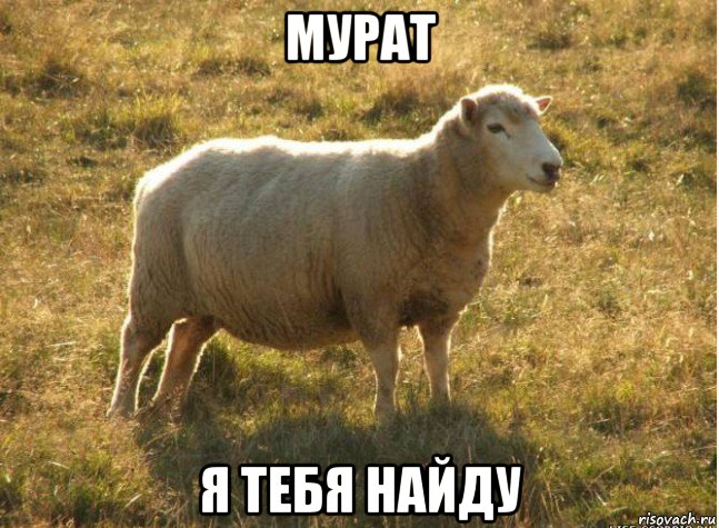 мурат я тебя найду