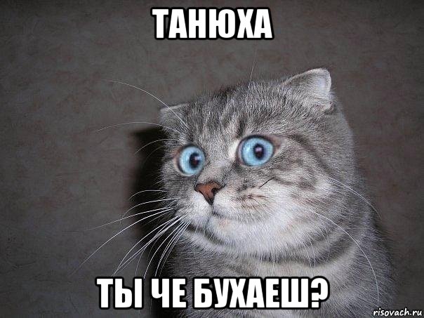 танюха ты че бухаеш?, Мем  удивлённый кот