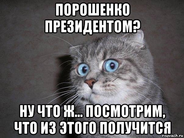 порошенко президентом? ну что ж... посмотрим, что из этого получится, Мем  удивлённый кот