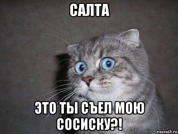 салта это ты съел мою сосиску?!, Мем  удивлённый кот