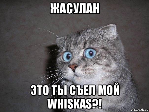 жасулан это ты съел мой whiskas?!, Мем  удивлённый кот