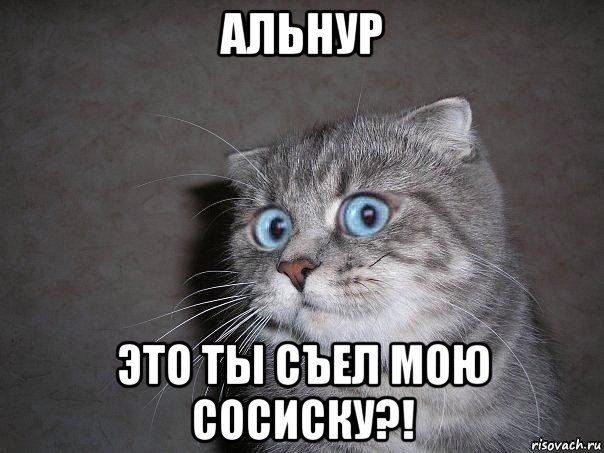 альнур это ты съел мою сосиску?!, Мем  удивлённый кот