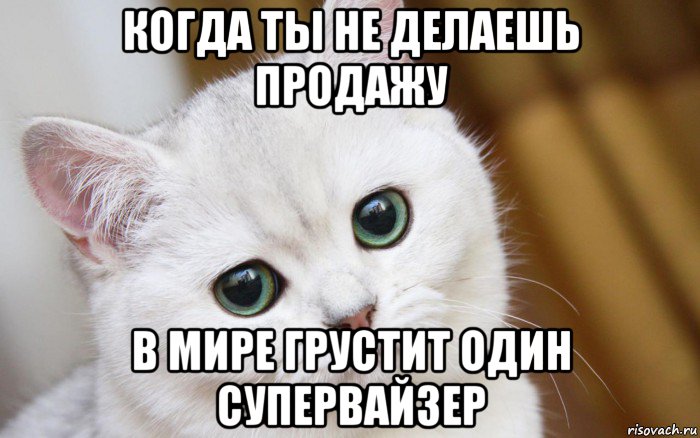 когда ты не делаешь продажу в мире грустит один супервайзер, Мем  В мире грустит один котик