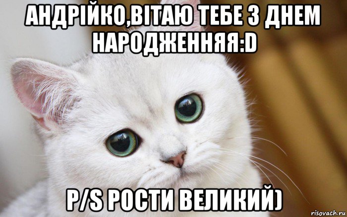 андрійко,вітаю тебе з днем народженняя:d p/s рости великий), Мем  В мире грустит один котик