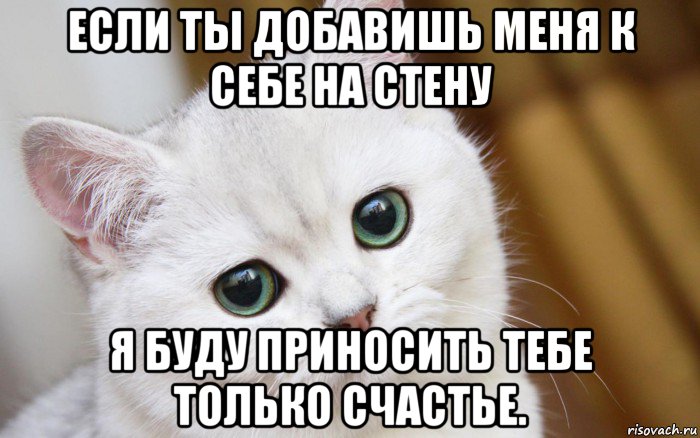 если ты добавишь меня к себе на стену я буду приносить тебе только счастье., Мем  В мире грустит один котик