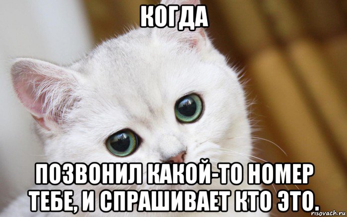 когда позвонил какой-то номер тебе, и спрашивает кто это., Мем  В мире грустит один котик