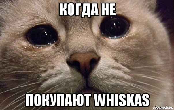 когда не покупают whiskas, Мем   В мире грустит один котик