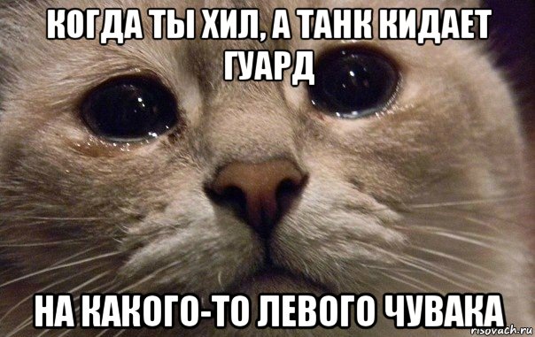 когда ты хил, а танк кидает гуард на какого-то левого чувака, Мем   В мире грустит один котик