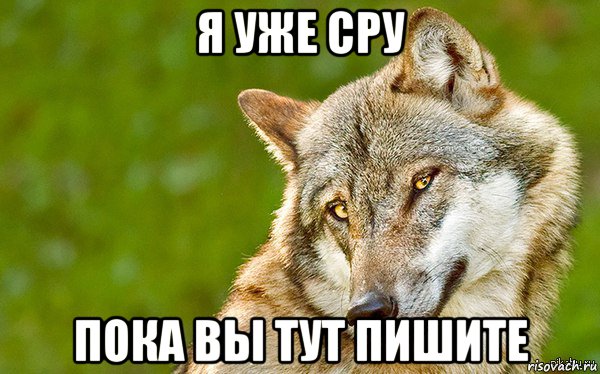 я уже сру пока вы тут пишите, Мем   Volf