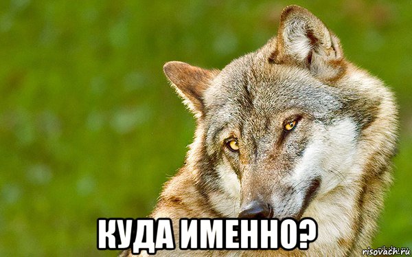  куда именно?, Мем   Volf