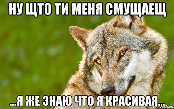 ну щто ти меня смущаещ ...я же знаю что я красивая..., Мем   Volf