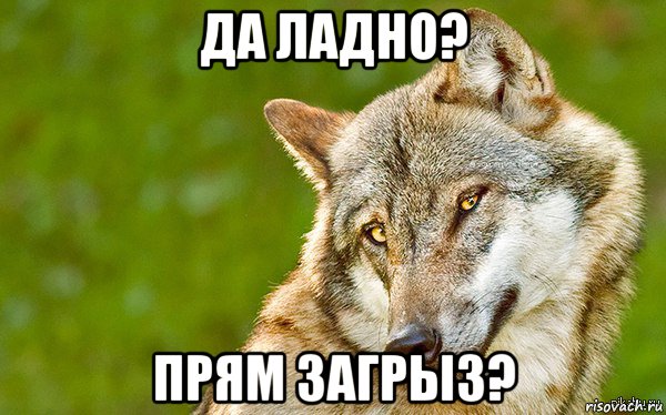 да ладно? прям загрыз?, Мем   Volf