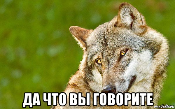  да что вы говорите, Мем   Volf