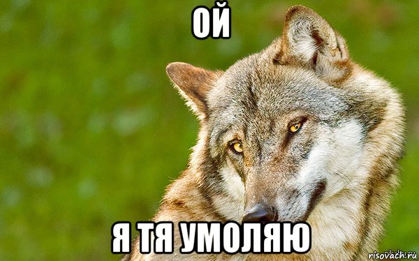 ой я тя умоляю, Мем   Volf