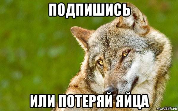 подпишись или потеряй яйца, Мем   Volf