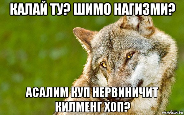 калай ту? шимо нагизми? асалим куп нервиничит килменг хоп?, Мем   Volf