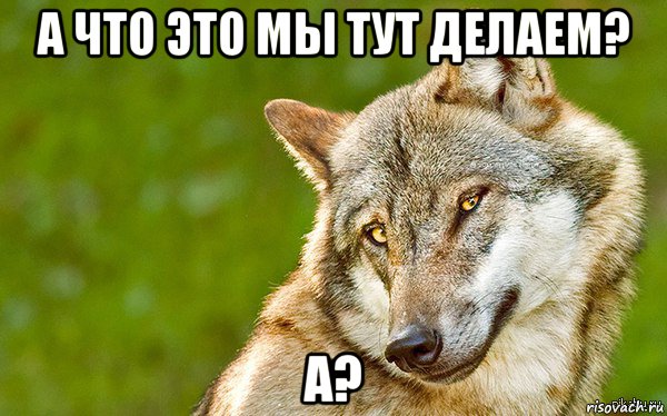 а что это мы тут делаем? а?, Мем   Volf