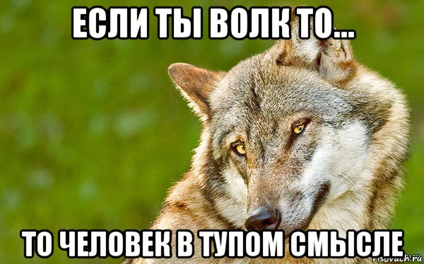 если ты волк то... то человек в тупом смысле