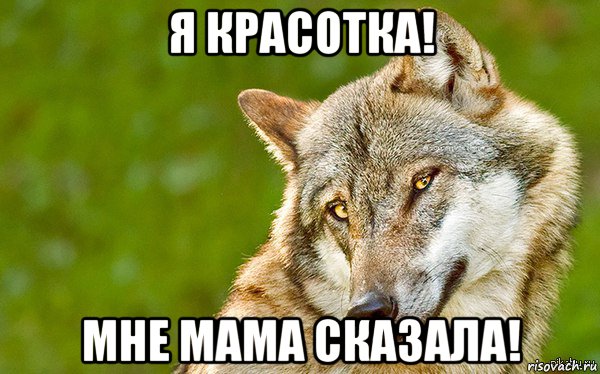 я красотка! мне мама сказала!, Мем   Volf