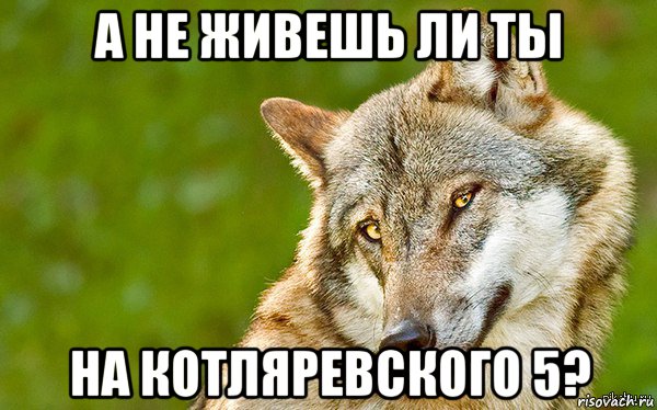 а не живешь ли ты на котляревского 5?, Мем   Volf