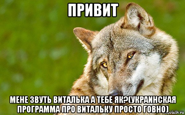 привит мене звуть виталька а тебе як?(украинская программа про витальку просто говно), Мем   Volf