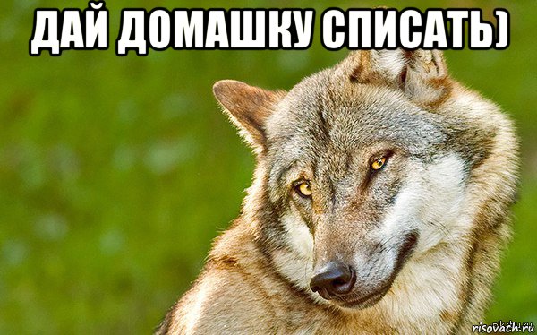 дай домашку списать) , Мем   Volf