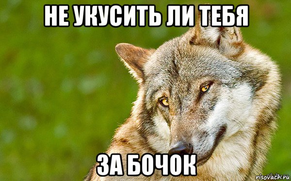 не укусить ли тебя за бочок, Мем   Volf