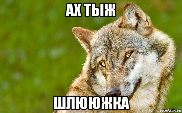 ах тыж шлююжка, Мем   Volf