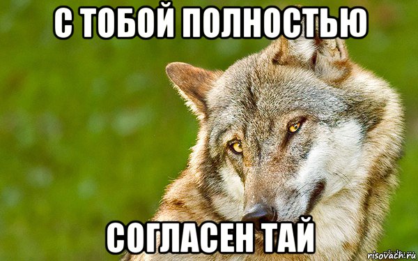 с тобой полностью согласен тай, Мем   Volf