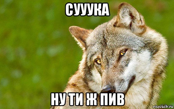 сууука ну ти ж пив, Мем   Volf