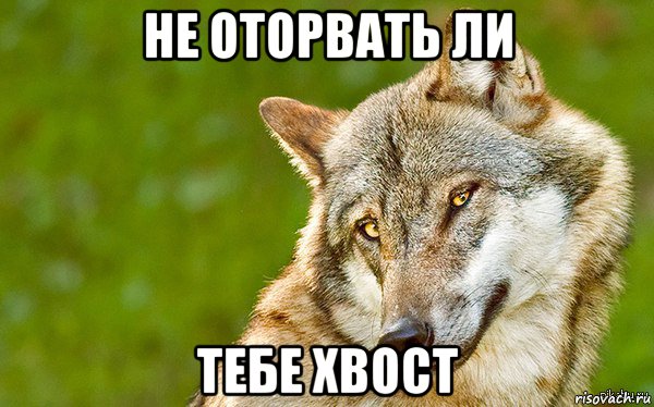 не оторвать ли тебе хвост, Мем   Volf