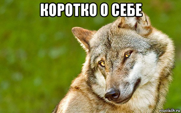 коротко о себе , Мем   Volf