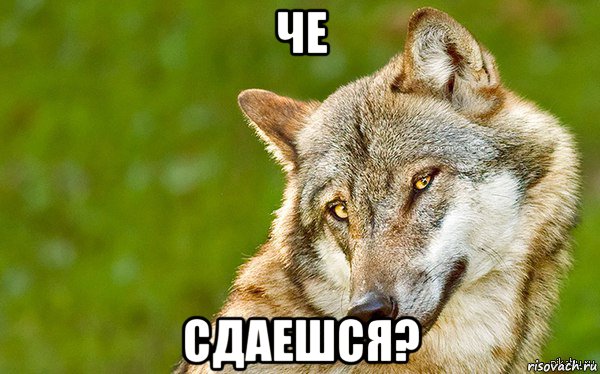 че сдаешся?, Мем   Volf