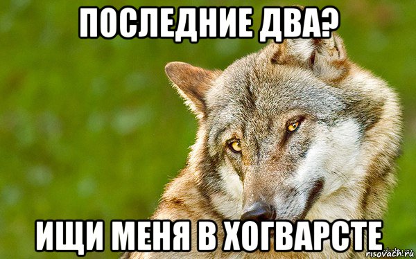 последние два? ищи меня в хогварсте, Мем   Volf