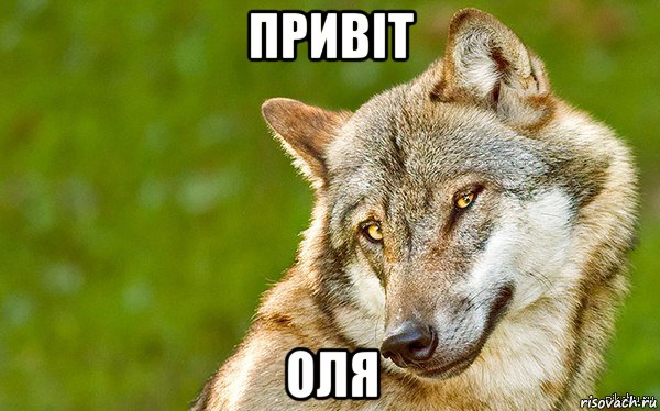 привіт оля, Мем   Volf