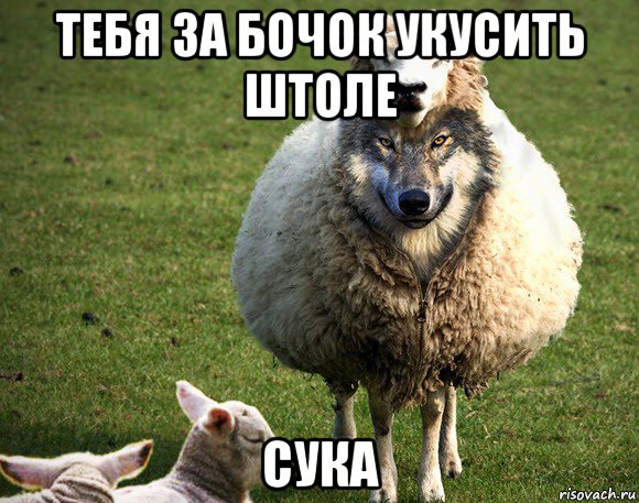 тебя за бочок укусить штоле сука, Мем Злая Овца