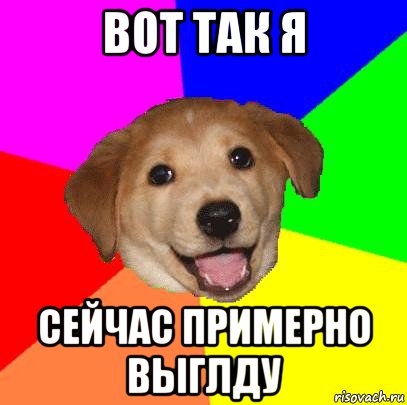 вот так я сейчас примерно выглду, Мем Advice Dog