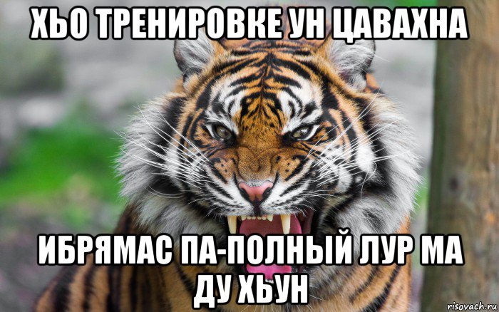 хьо тренировке ун цавахна ибрямас па-полный лур ма ду хьун, Мем ДЕРЗКИЙ ТИГР