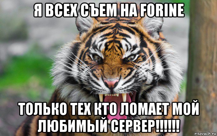 я всех съем на forine только тех кто ломает мой любимый сервер!!!!!!, Мем ДЕРЗКИЙ ТИГР