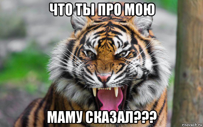 что ты про мою маму сказал???, Мем ДЕРЗКИЙ ТИГР